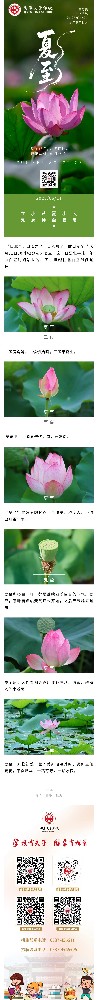 夏至节气丨荷风绿意浓，盛夏伏天始